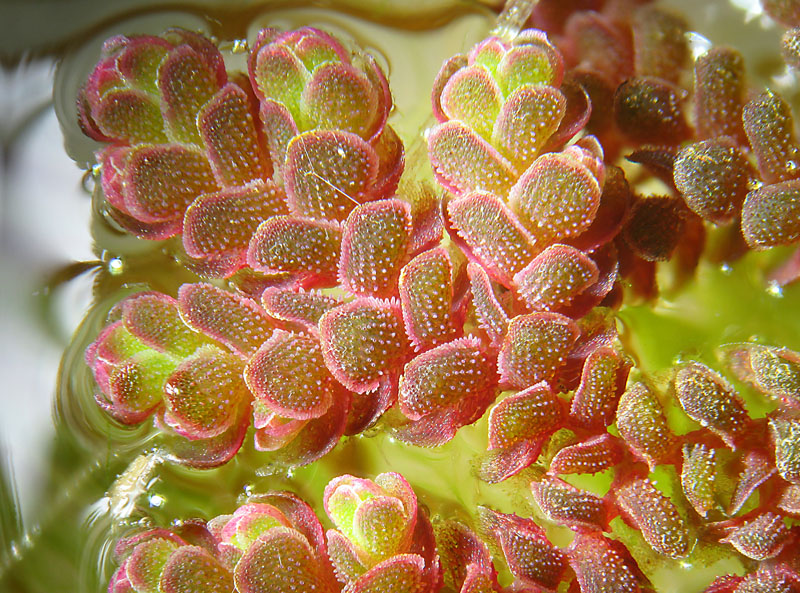 Briofita galleggiante?